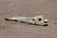 Diodon hystrix