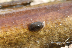 Acroloxus lacustris
