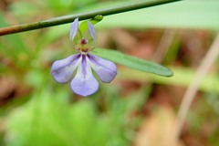Lobelia anceps