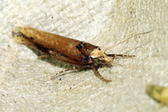 Ypsolopha parenthesella