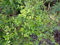 Alyxia stellata