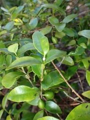Alyxia stellata