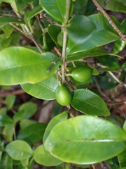 Alyxia stellata