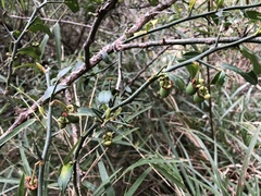 Prinsepia scandens