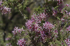 Calytrix exstipulata