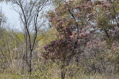 Calytrix exstipulata
