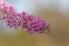 Calytrix exstipulata