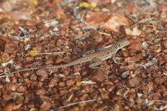 Ctenophorus isolepis