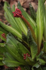 Primula maximowiczii