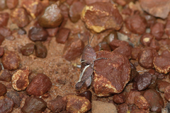 Macrazelota flavipennis