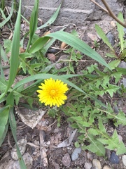 Taraxacum officinale