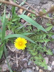 Taraxacum officinale