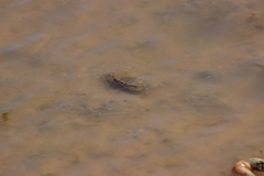 Callinectes bellicosus