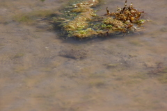 Callinectes bellicosus