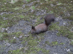 Sciurus vulgaris