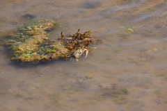 Callinectes bellicosus