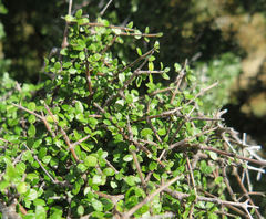 Coprosma wallii