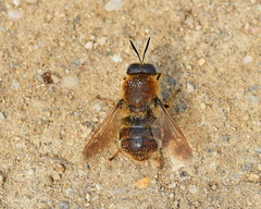 Stratiomys longicornis