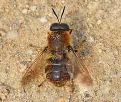 Stratiomys longicornis