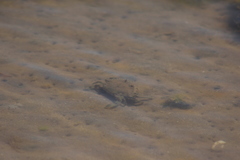 Callinectes bellicosus