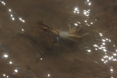 Callinectes bellicosus