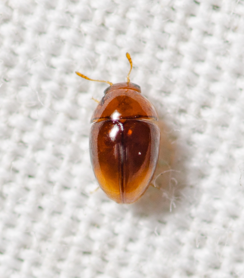 Stilbus apicalis