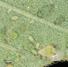 Aphis asclepiadis