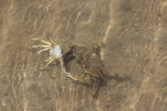 Callinectes bellicosus