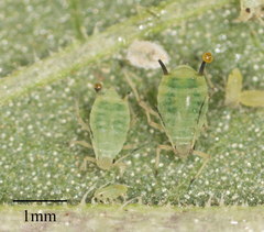 Aphis asclepiadis