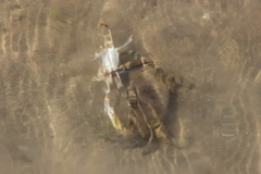 Callinectes bellicosus