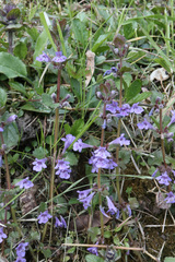 Glechoma hederacea