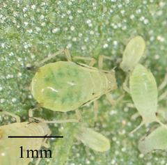 Aphis asclepiadis