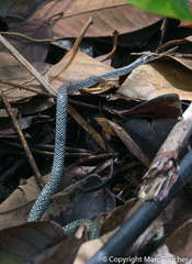 Erythrolamprus juliae