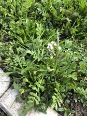 Capsella bursa-pastoris