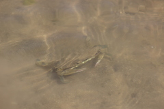 Callinectes bellicosus