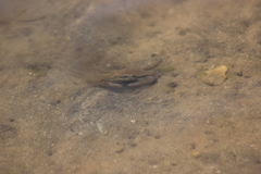 Callinectes bellicosus