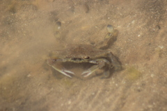 Callinectes bellicosus