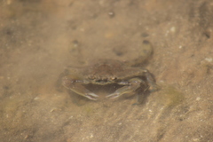 Callinectes bellicosus