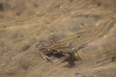 Callinectes bellicosus