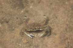 Callinectes bellicosus
