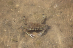 Callinectes bellicosus