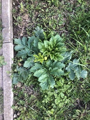 Heracleum sosnowskyi