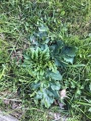 Heracleum sosnowskyi