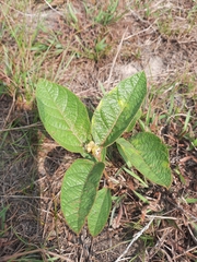 Croton crassifolius