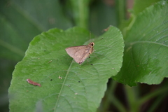 Xanthoneura telesinus