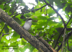 Eopsaltria pulverulenta