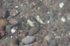 Paralichthys woolmani