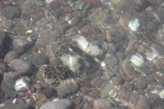 Paralichthys woolmani