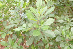 Searsia lucida