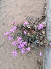 Abronia villosa